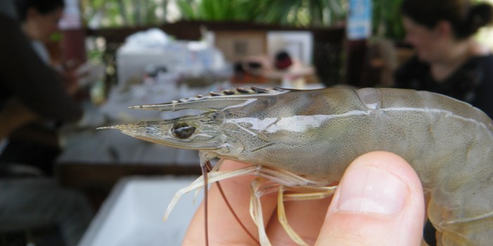 prawn