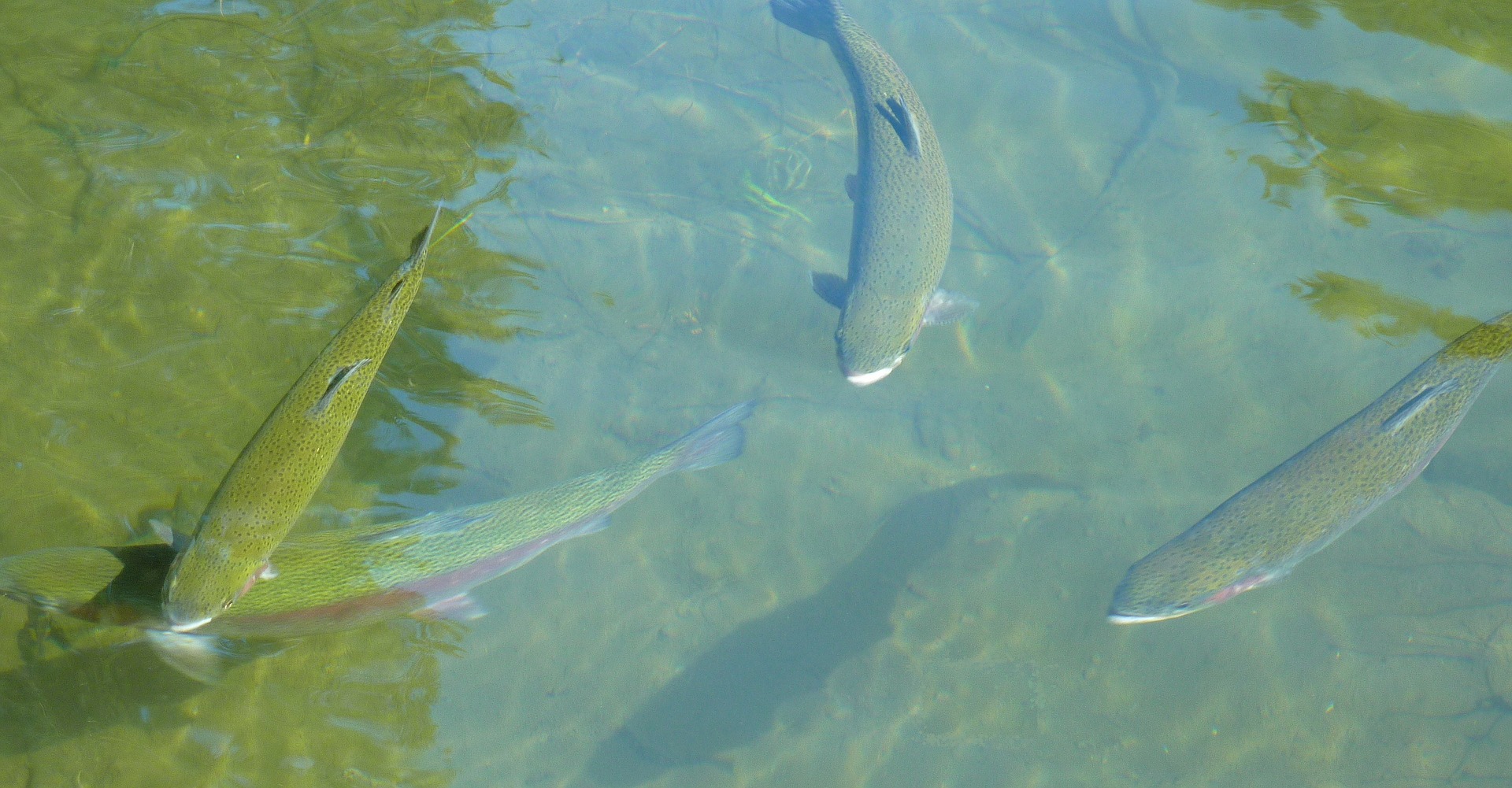 4 fish swimming in water