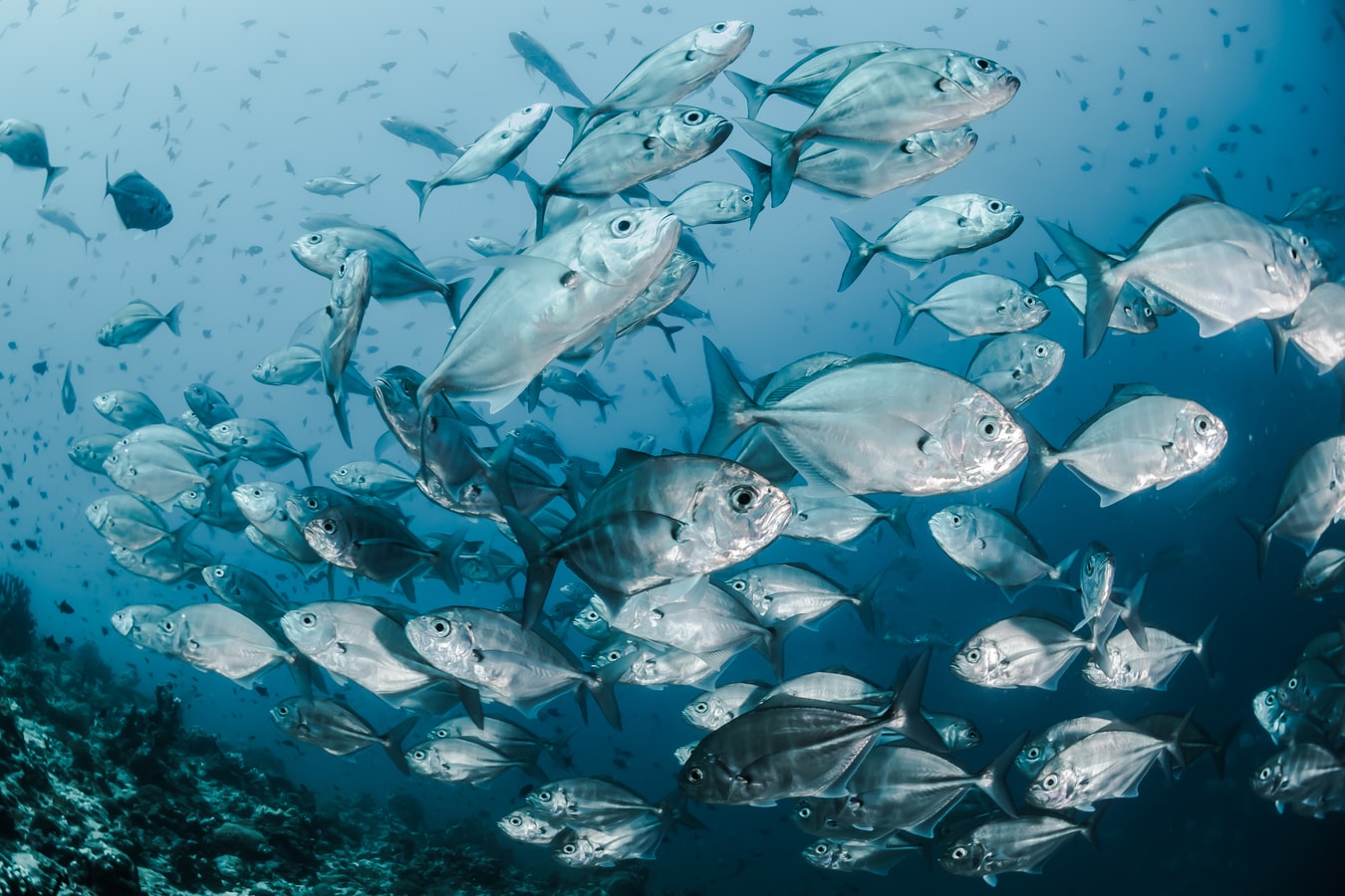 Fish underwater