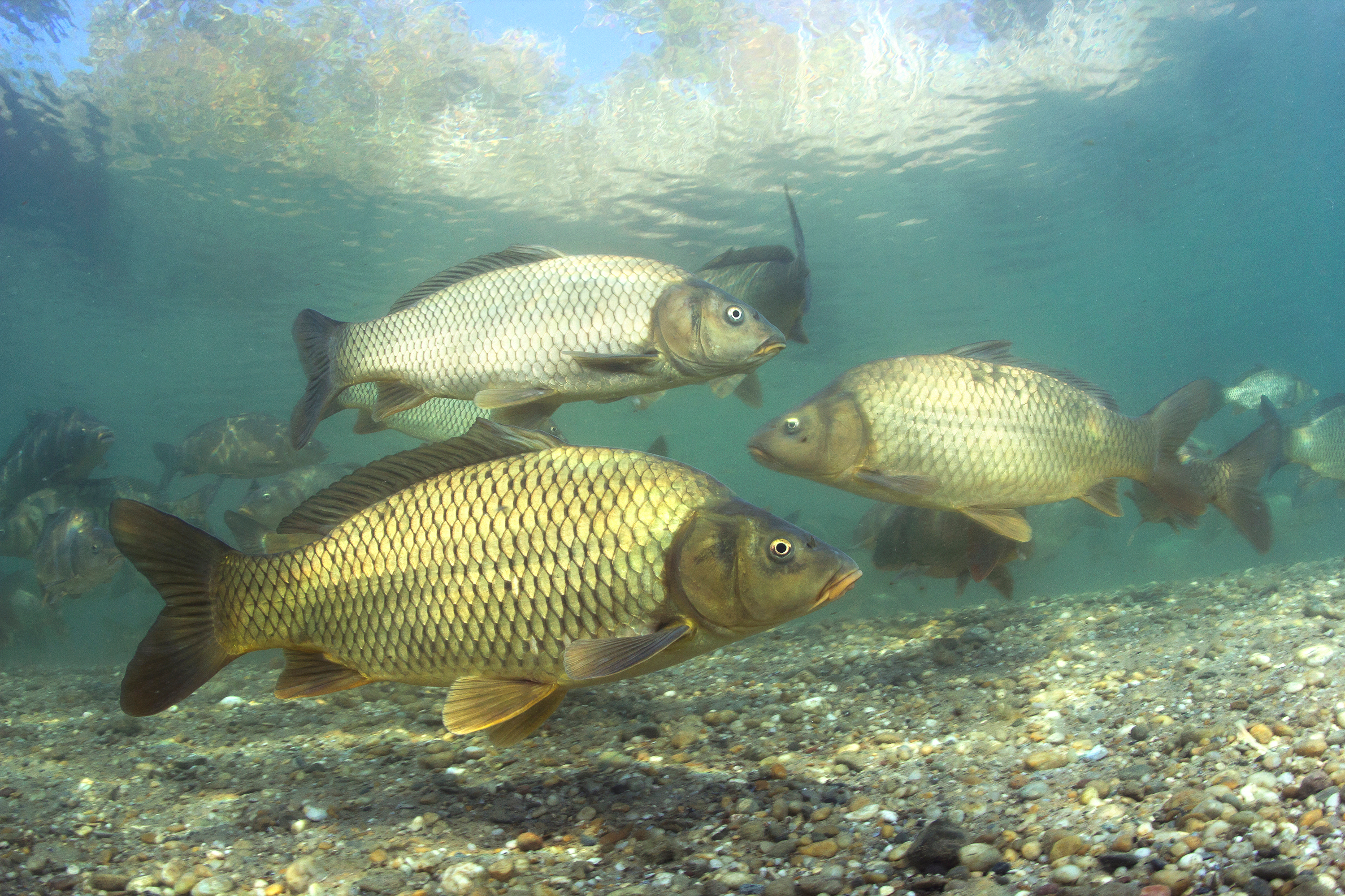 carp swimming