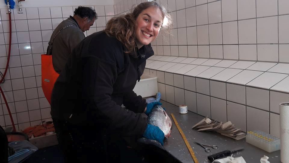 scientist sampling salmon