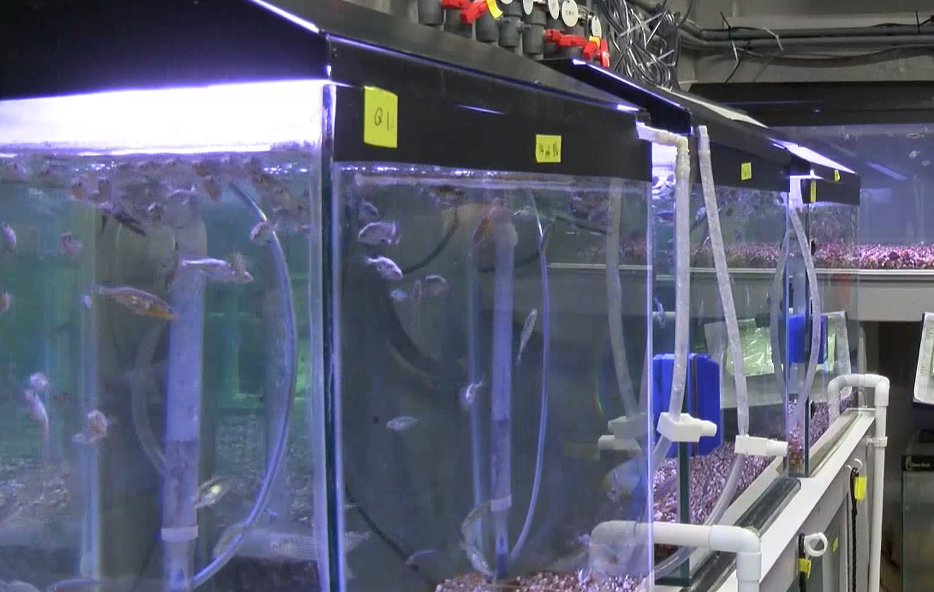 fish tanks full of fish
