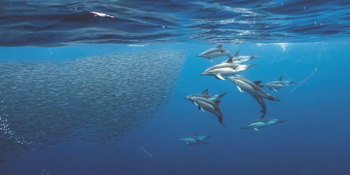 dolphins swimming