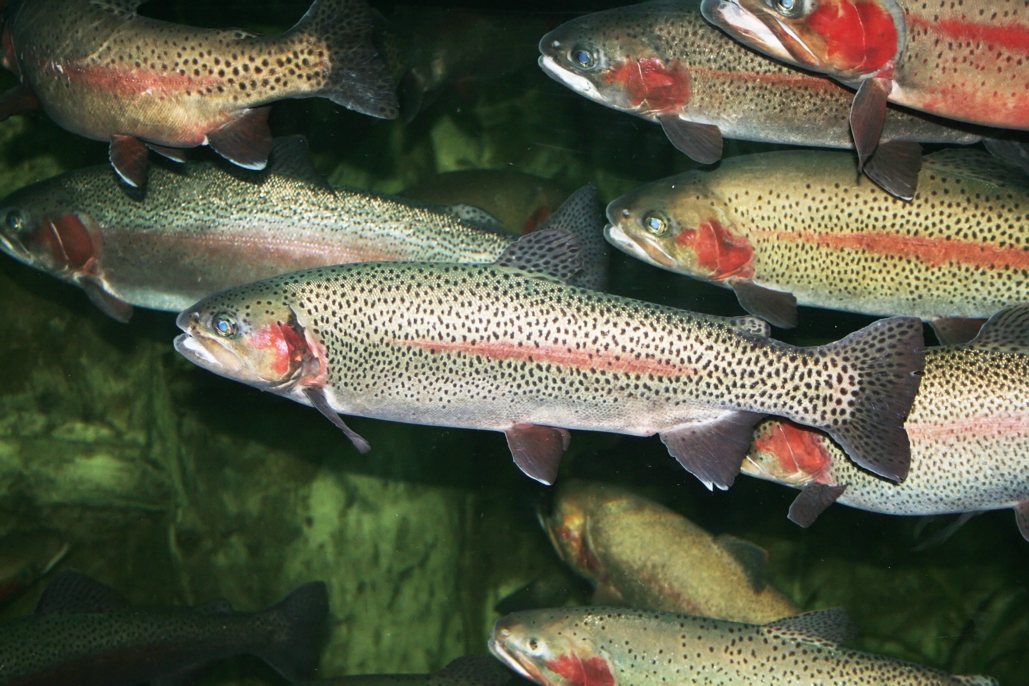 a group of fish underwater