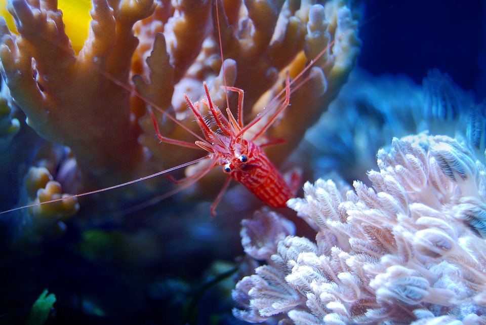 Shrimp on coral
