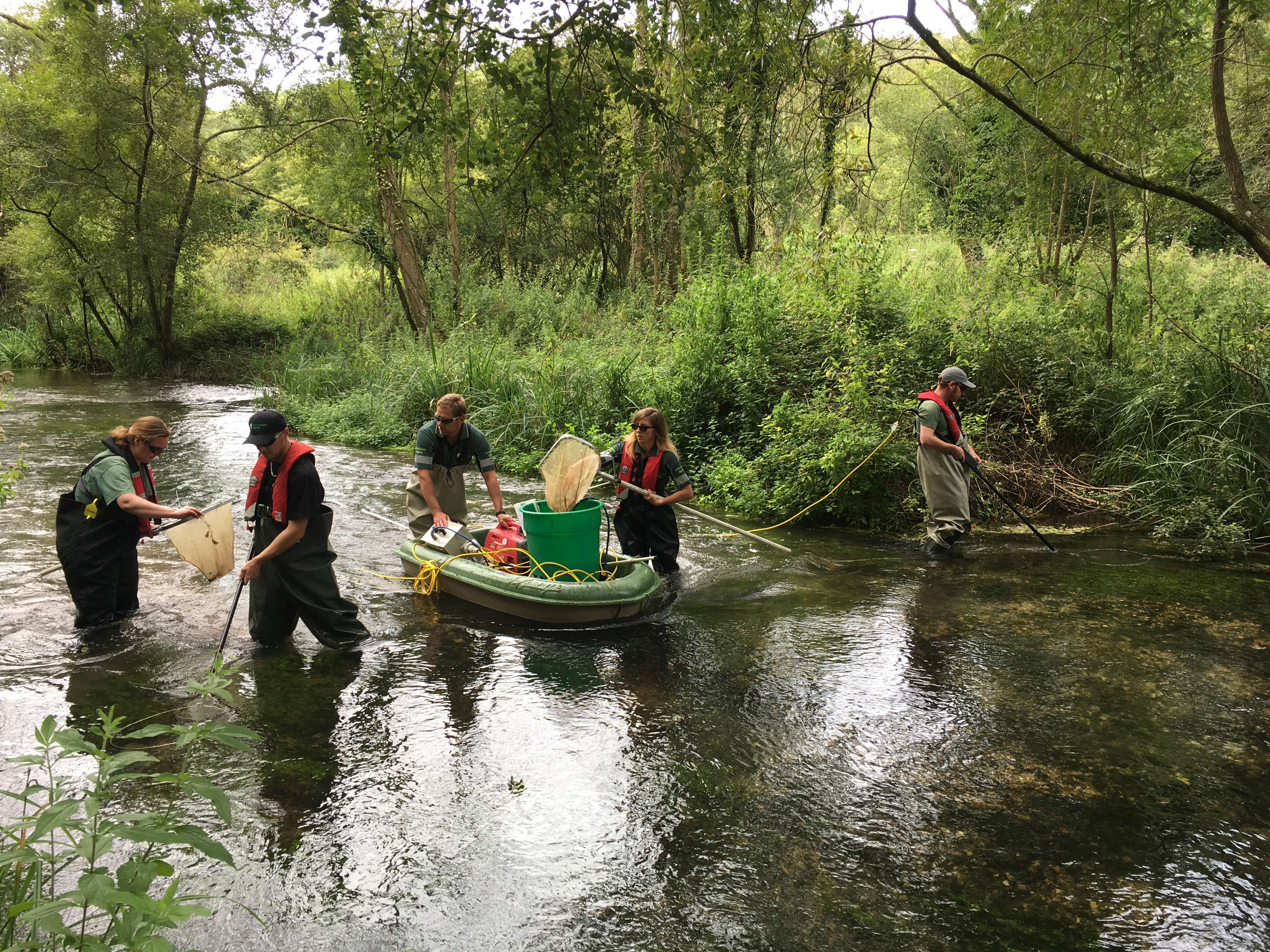 surveying river for young salmon