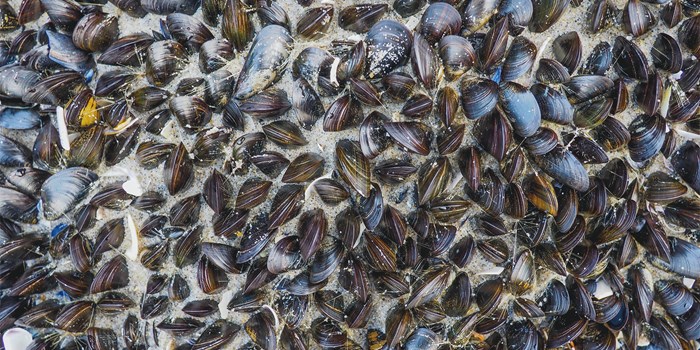 molluscs
